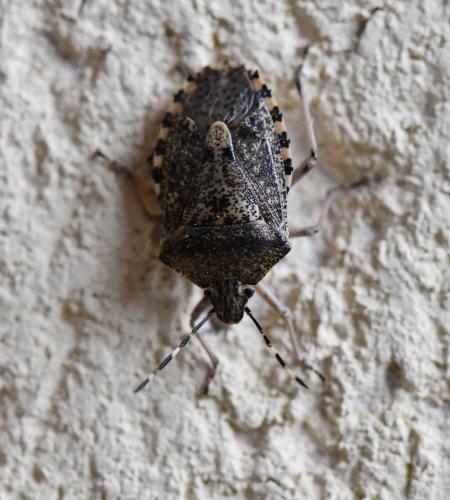 Réf. 241 524 : Rhaphigaster nebulosa